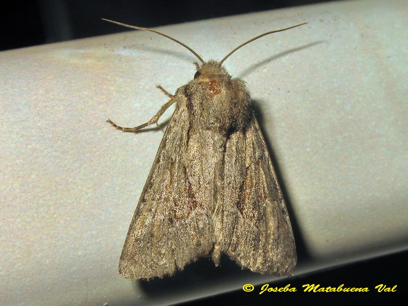 Apamea arabs - Noctuidae